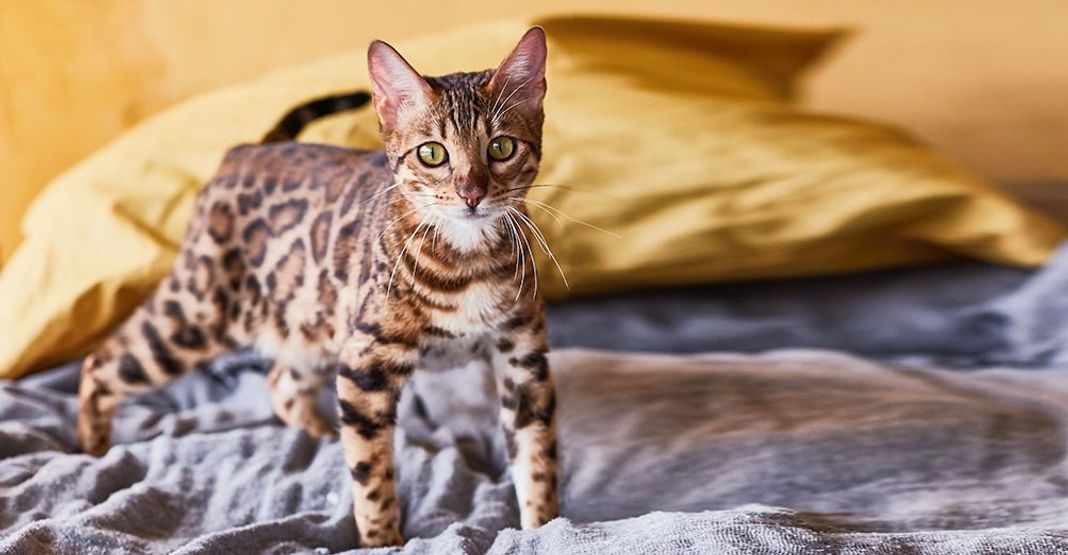 Bengal sur un lit