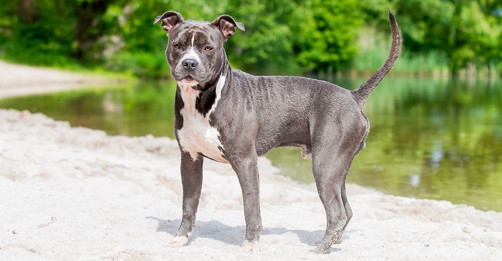 Pitbull au bord de l'eau