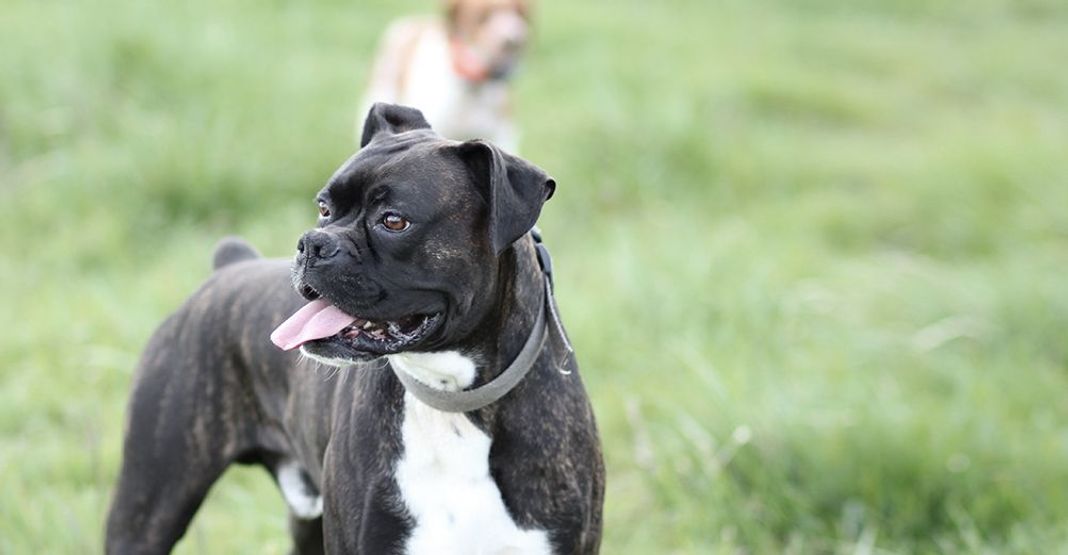Boxer Pugile Tedesco Cani