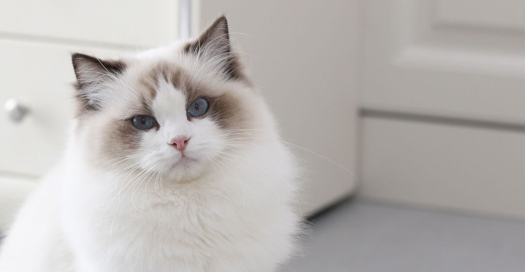 gatto ragdoll seduto in casa