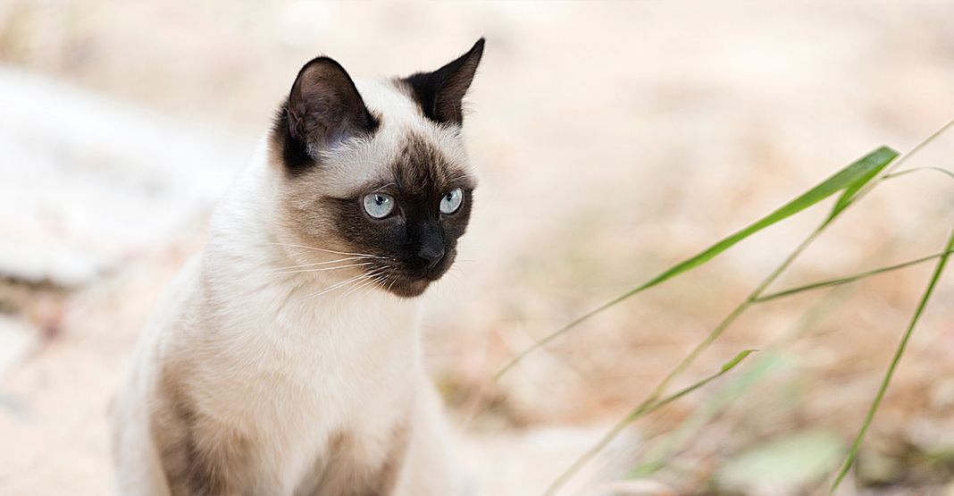 seduto all'aperto siamese