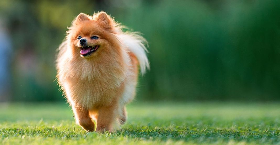 cane di piccola taglia che gioca all'aperto