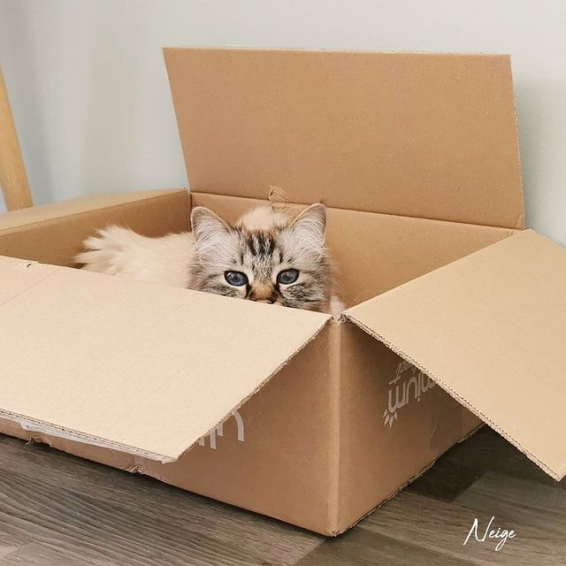 Chaton dans un carton Ultra Premium Direct