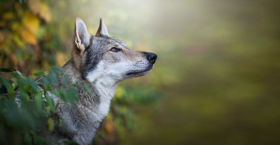 Cane da lupo cecoslovacco di profilo