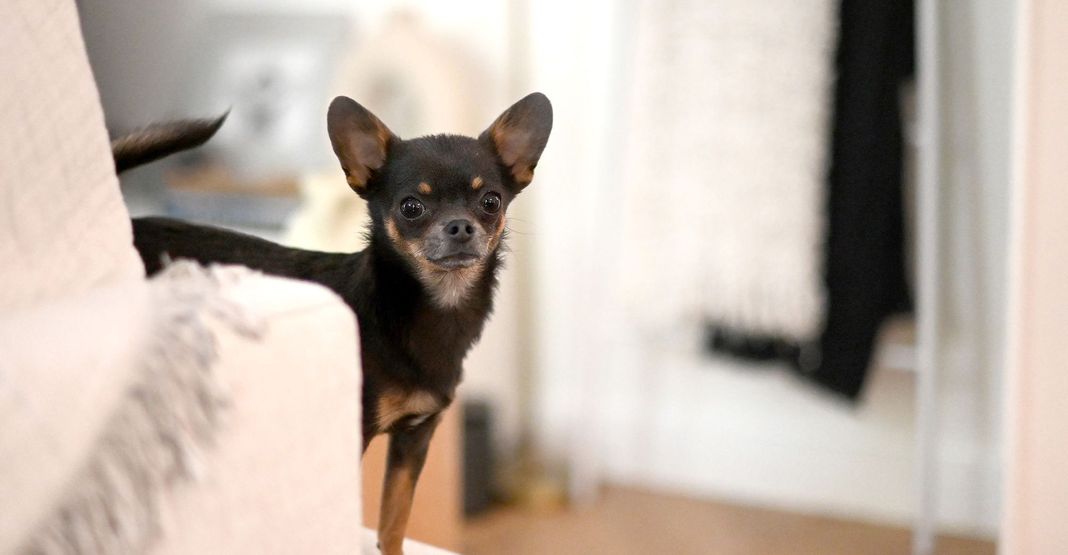 Chihuahua nero e marrone in casa