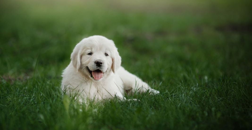 Chiot Golden Retriever in natura