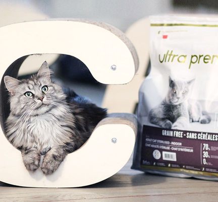 Un chat gris près d'un sac de croquettes sans céréales Ultra Premium Direct
