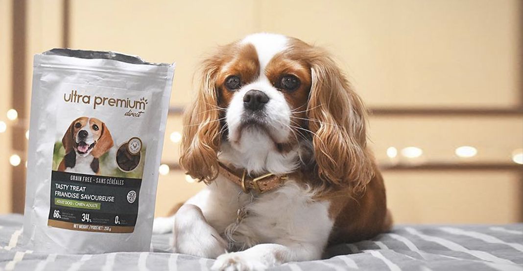 Un Cavalier King Charles près d'un sachet de friandises Ultra Premium Direct