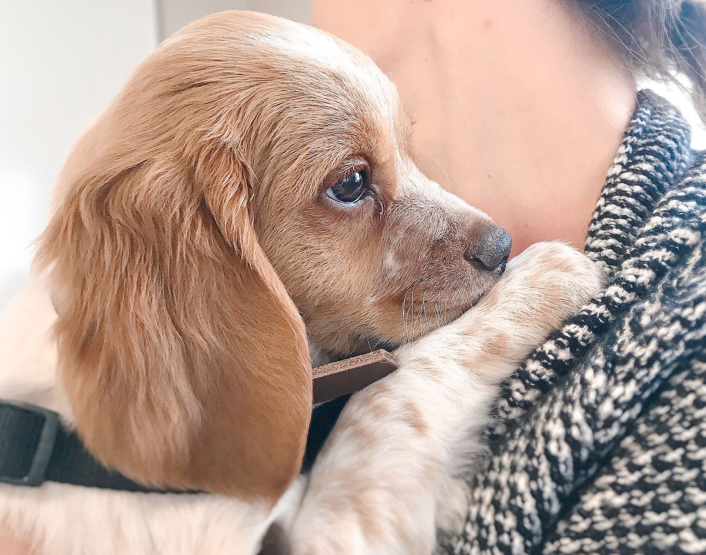 Maîtresse portant son chiot