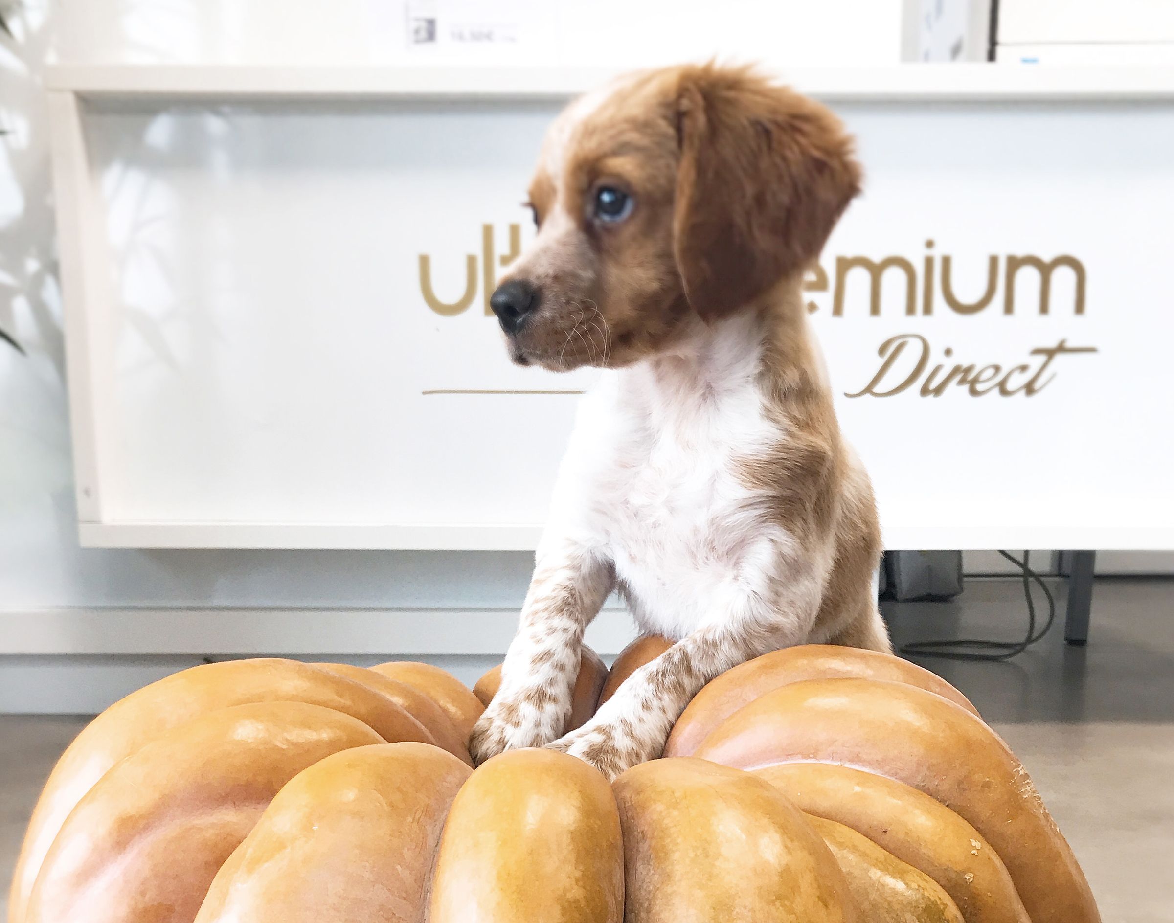 Épagneul Breton chiot, dans les bureaux d'Ultra Premium Direct, sur une citrouille
