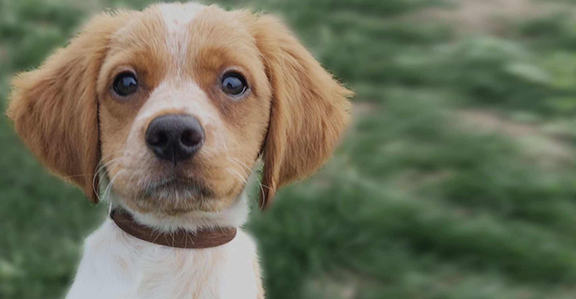 Épagneul Breton chiot en pleine nature