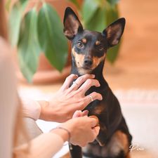 Pinscher nain