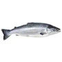 poisson_f0ea19410f_o2xqfzhim2h_fff3993225_Hxwppb_Hmf_Y.webp