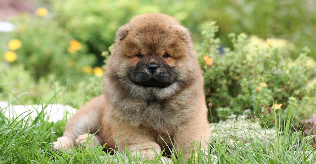 Chiot chow-chow en extérieur