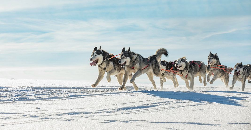 Huskies de Sibérie en chiens de traîneau
