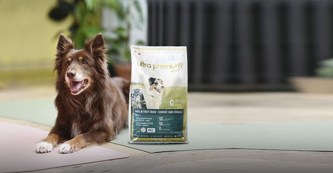 Chien allongé à côté d'un sac de croquettes