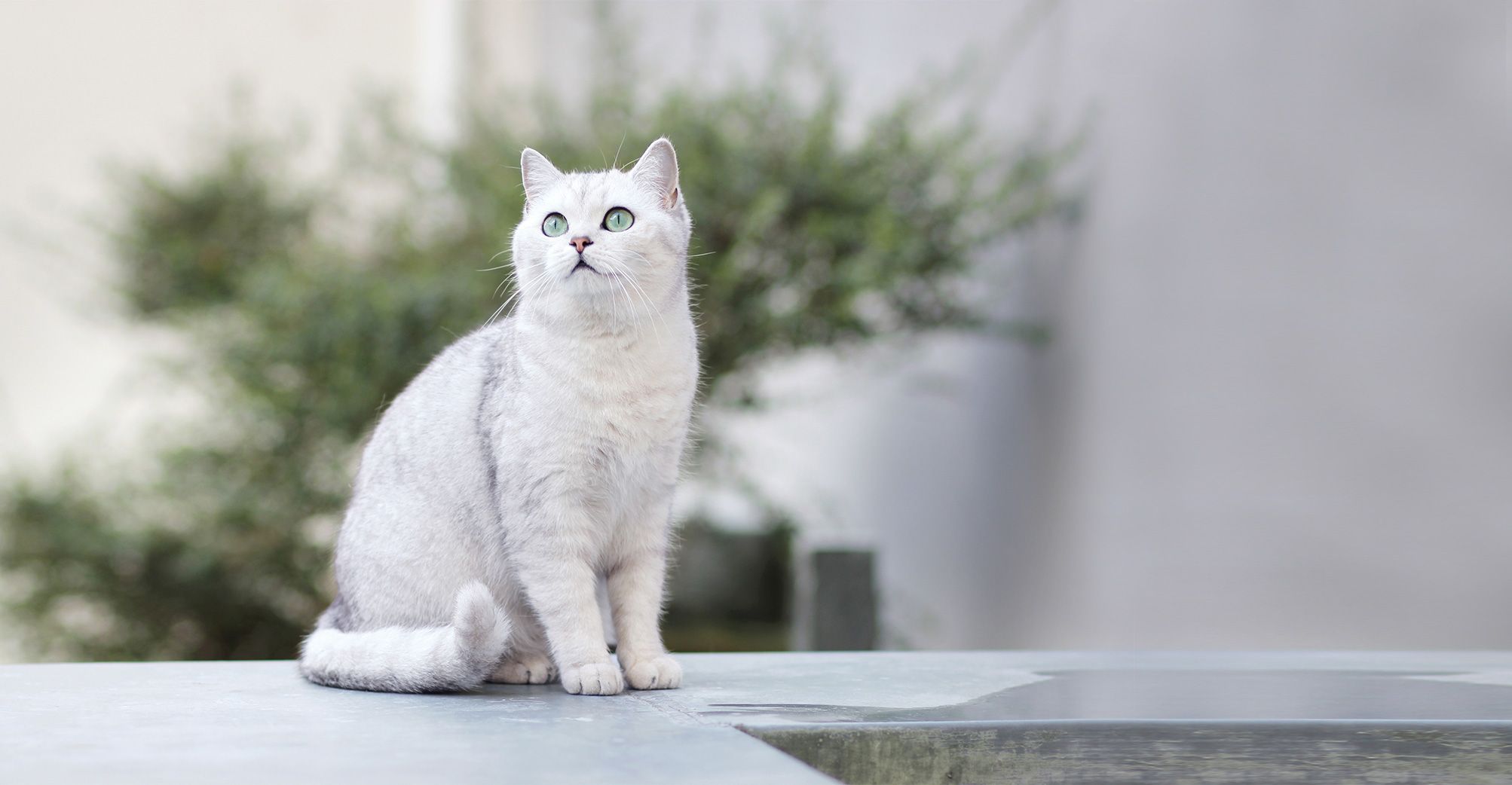 Chat blanc regardant vers le haut