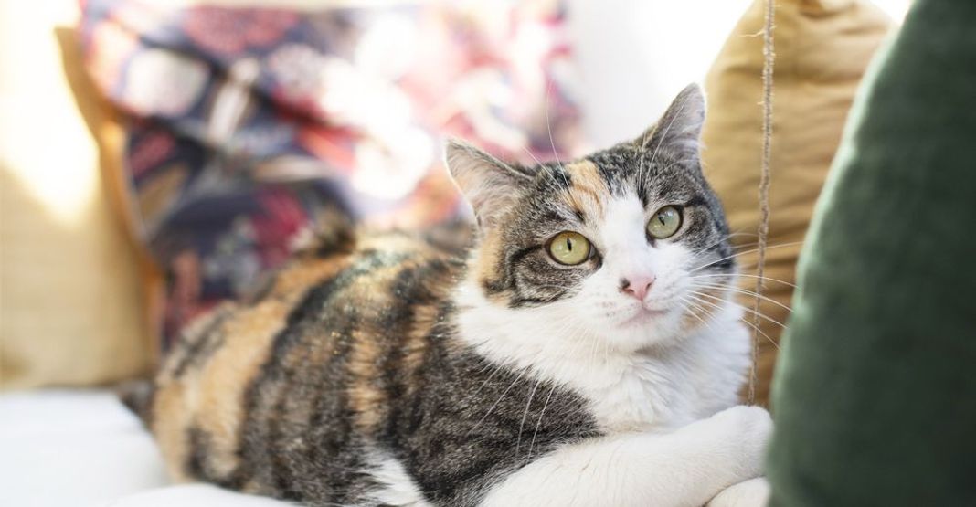 Chat européen