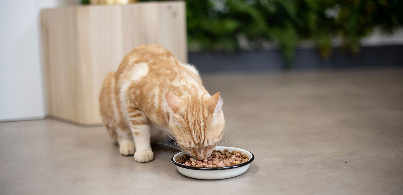 Chat qui mange dans sa gamelle