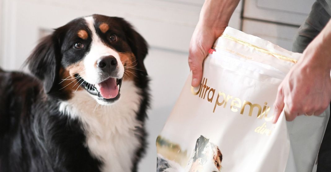 Bouvier bernois à côtés des croquettes Ultra Premium Direct