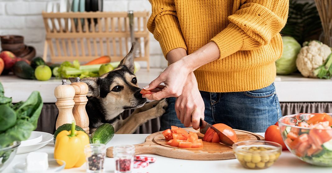 Préparation ration ménagère chien