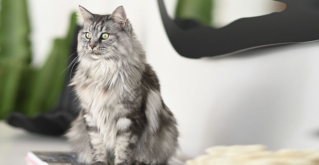 Maine coon