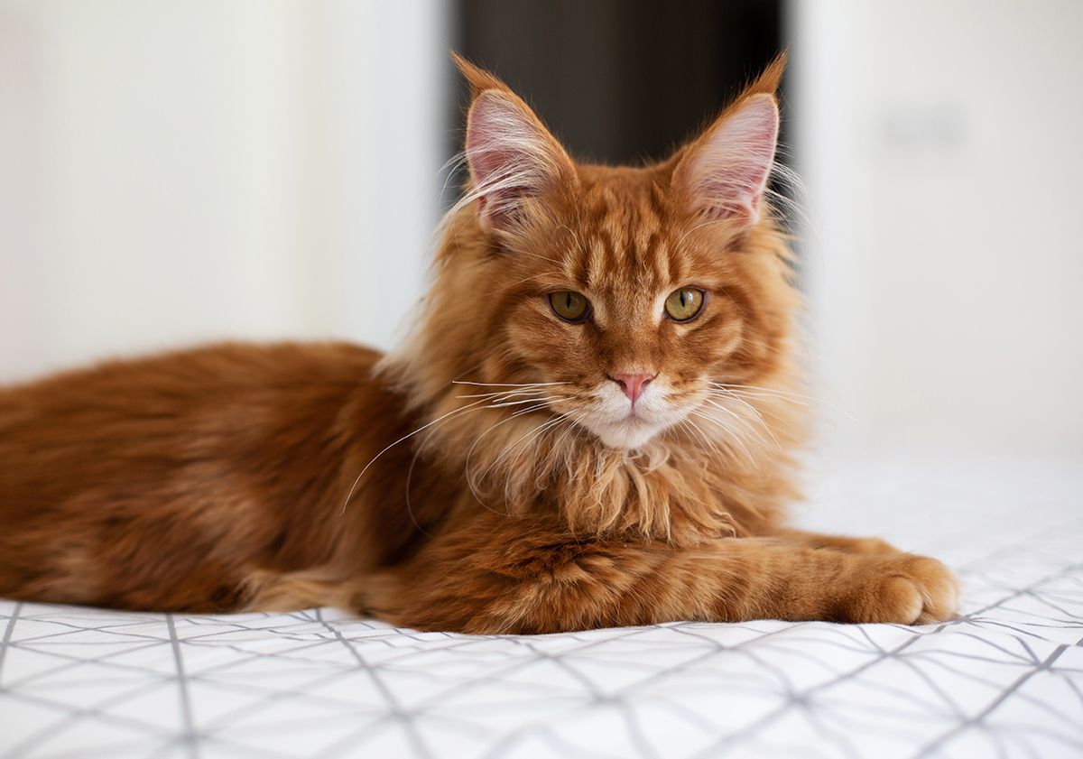 Maine coon