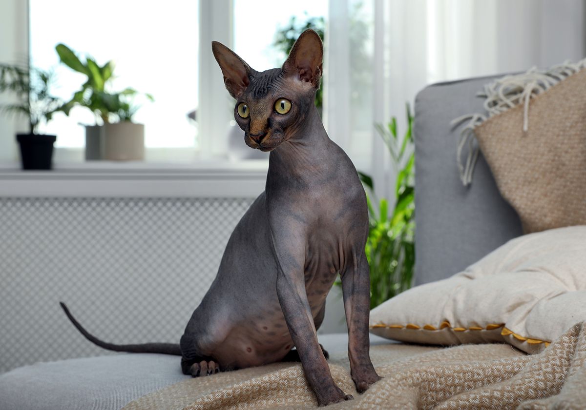 Sphynx