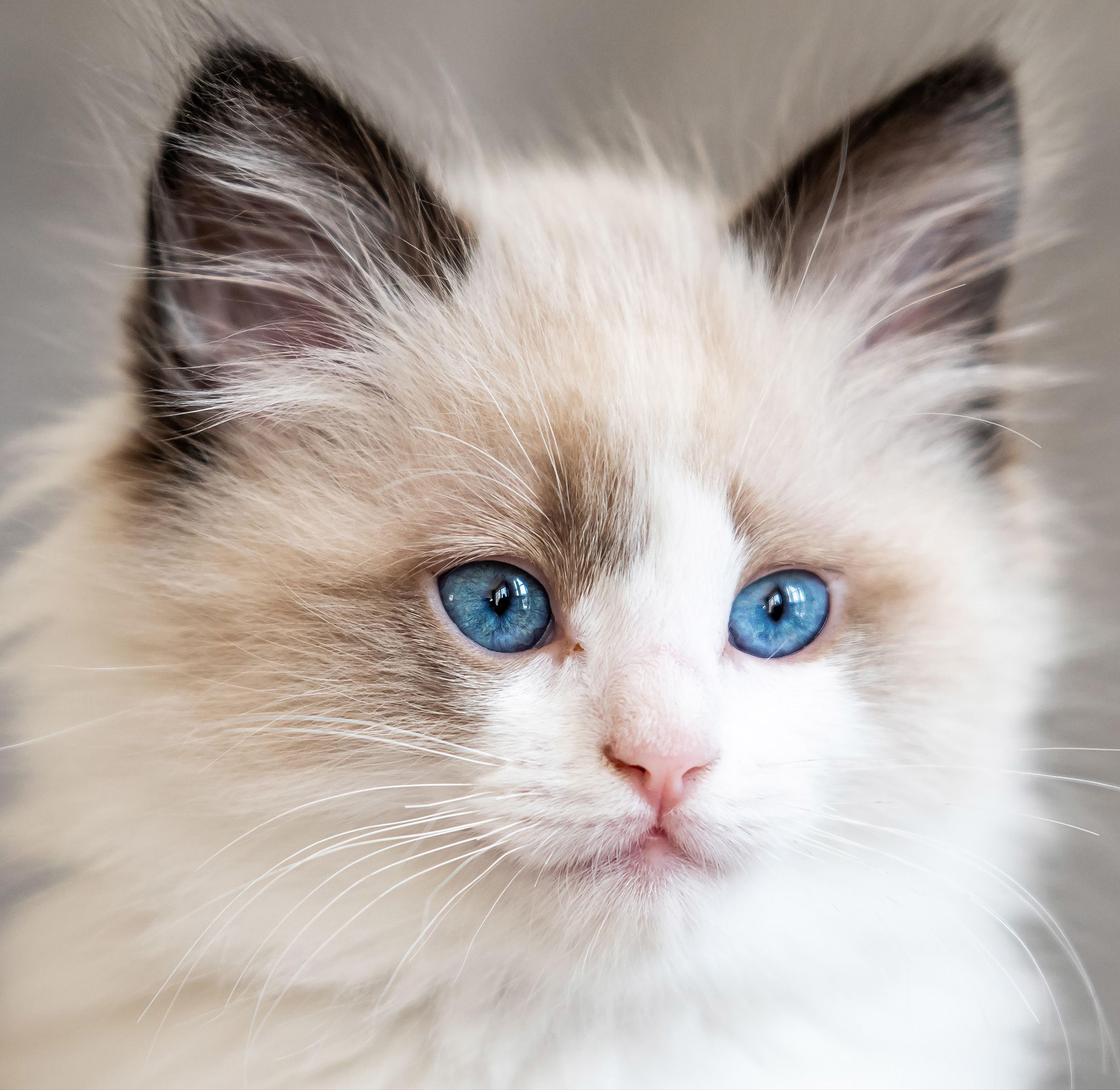 Chaton Ragdoll aux yeux bleus