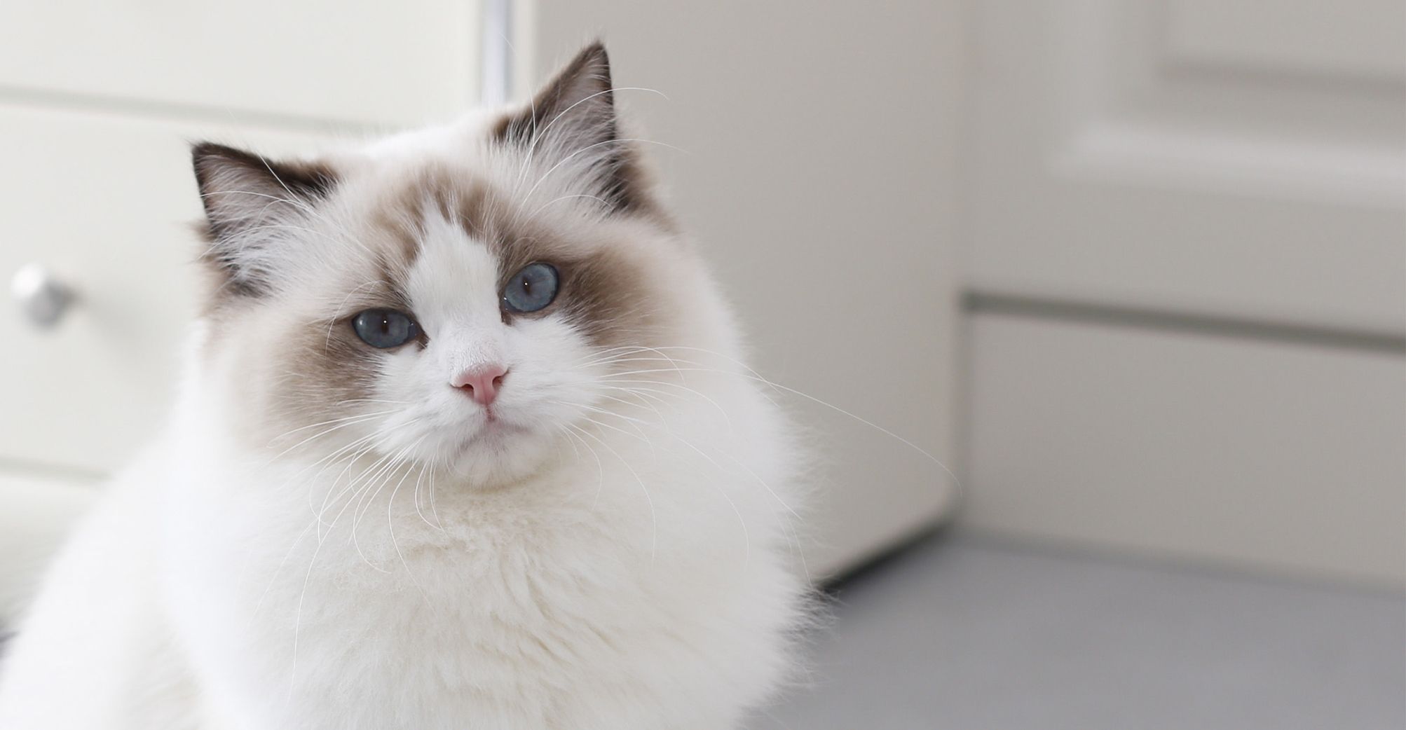 Un ragdoll, en position assise en intérieur