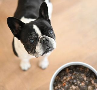 Un Bulldog davanti a una ciotola di crocchette con topper