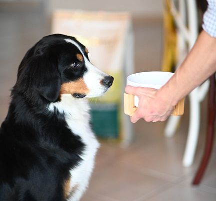 Un padrone presenta una ciotola di crocchette al suo cane da montagna bernese