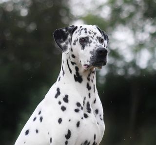 Dalmata all'aperto