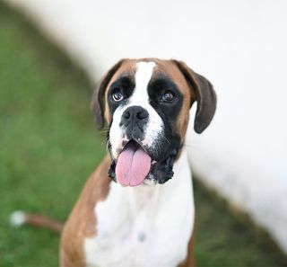 Boxer esterni bianchi e marroni 