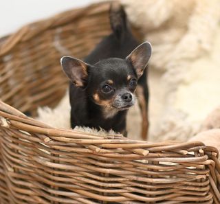 Chihuahua in un cesto di vimini