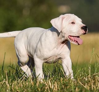 Mastino argentino in libertà