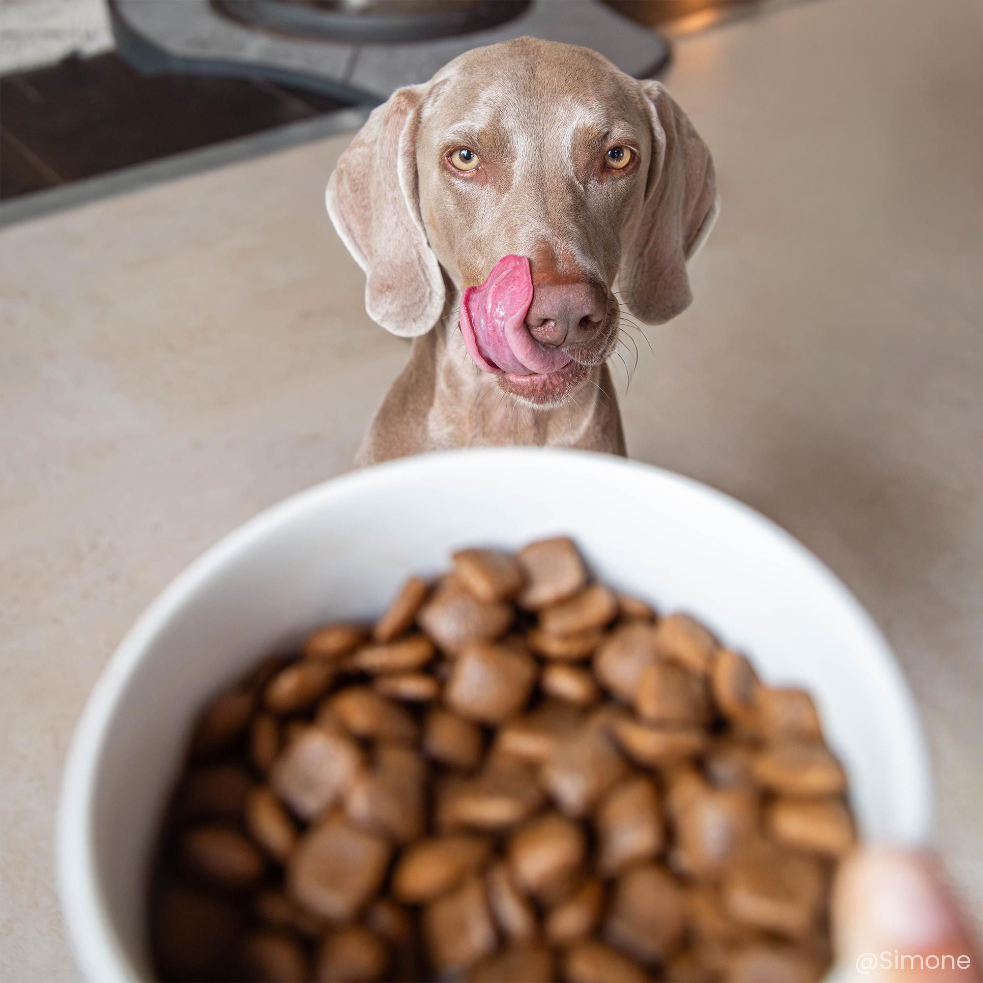 Braque devant gamelle contenant les croquettes Super Premium pour chien actif de toutes tailles en gros plan