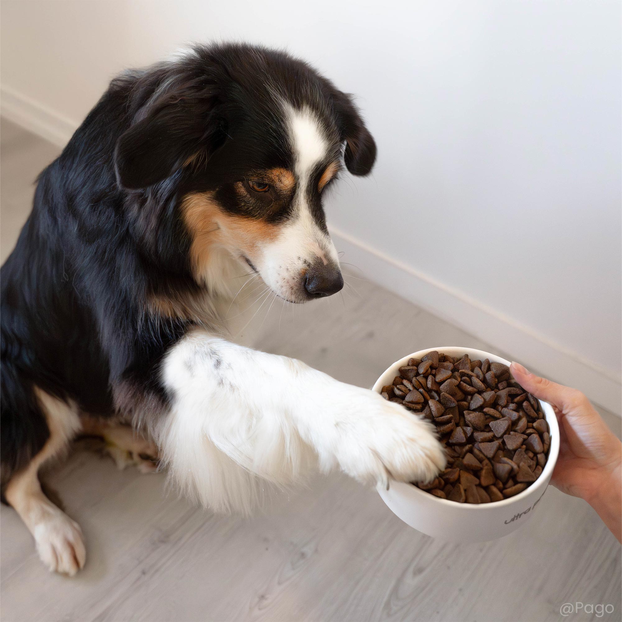 Berger Australien devant une gamelle contenant les Croquettes Super Premium saumon et riz pour chien adulte de toutes tailles