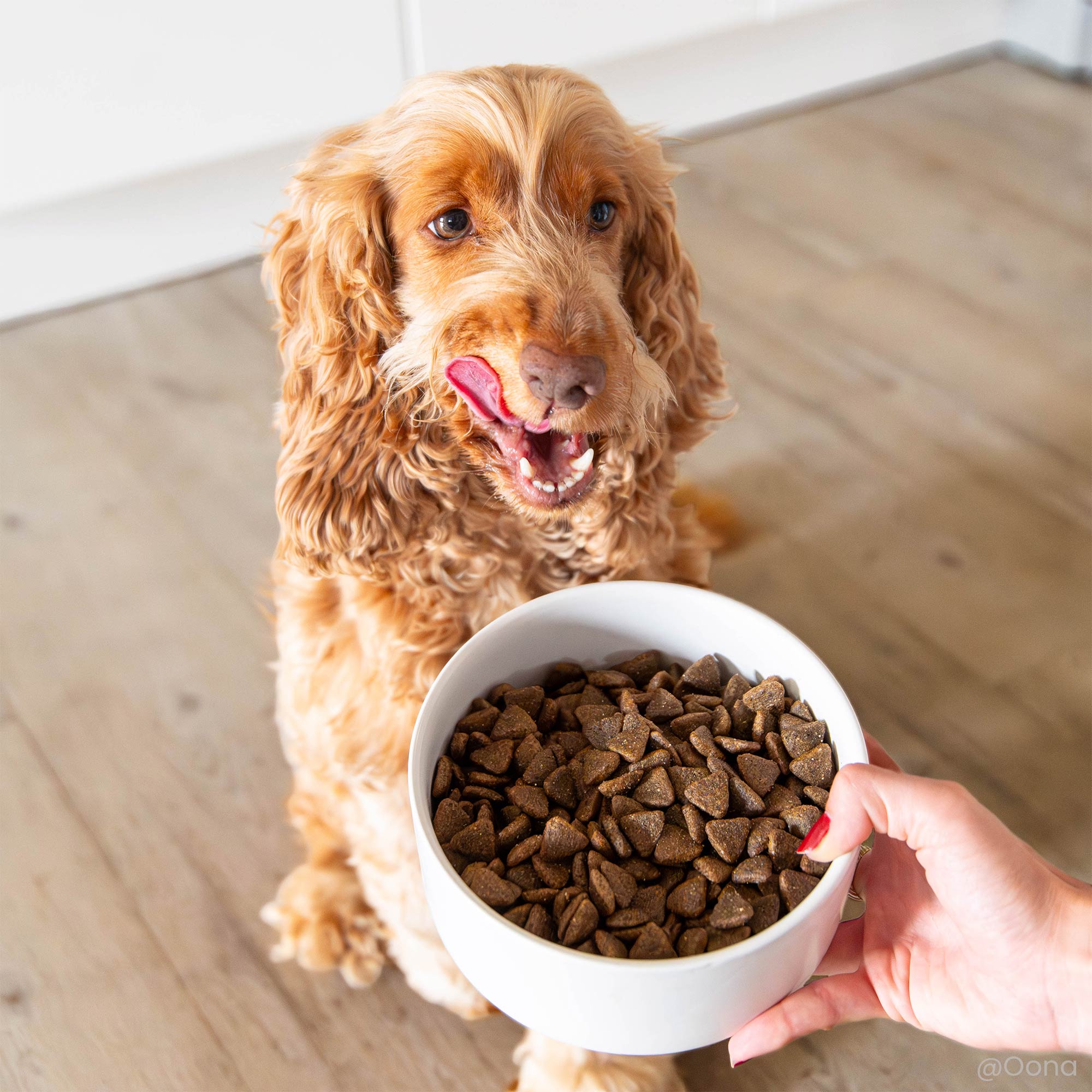 Cocker Anglais devant une gamelle contenant les Croquettes Super Premium agneau et riz pour chien adulte de toutes tailles en gros plan