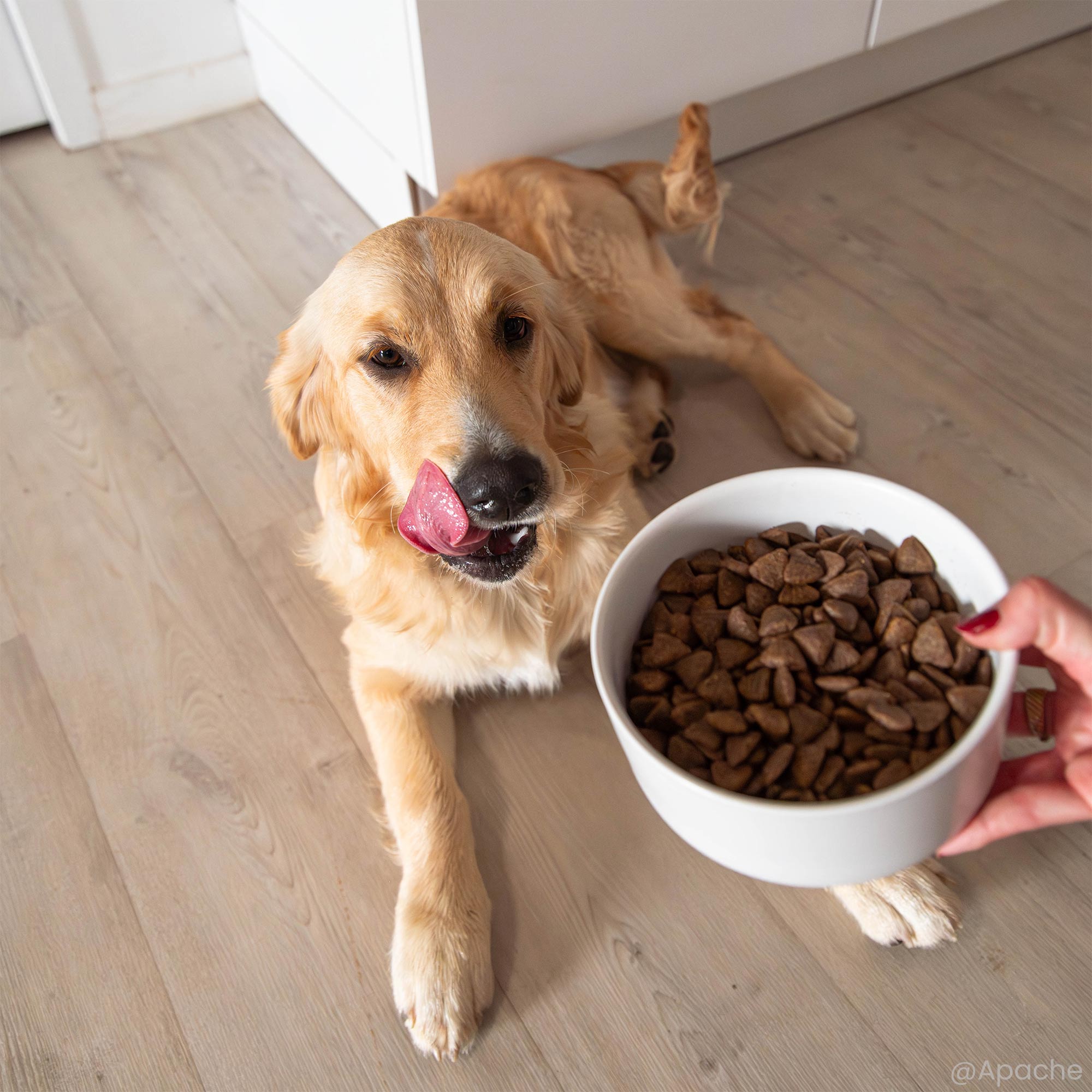 Gamelle contenant les Croquettes Light Super Premium pour chien adulte stérilisé / surpoids de toutes tailles donnée à un Golden retriever