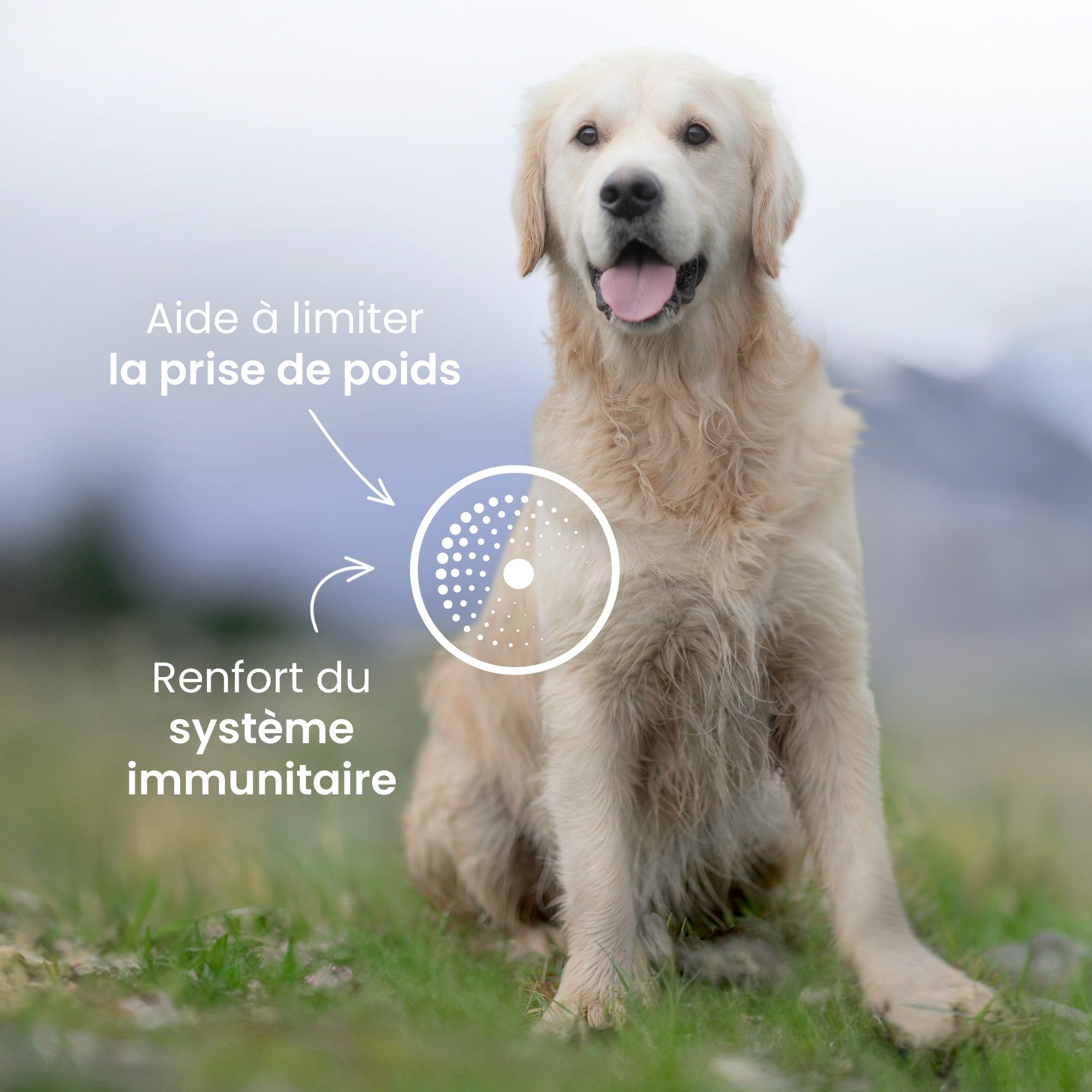 Golden Retriever assis au centre avec mise en avant des bienfaits de la recette
