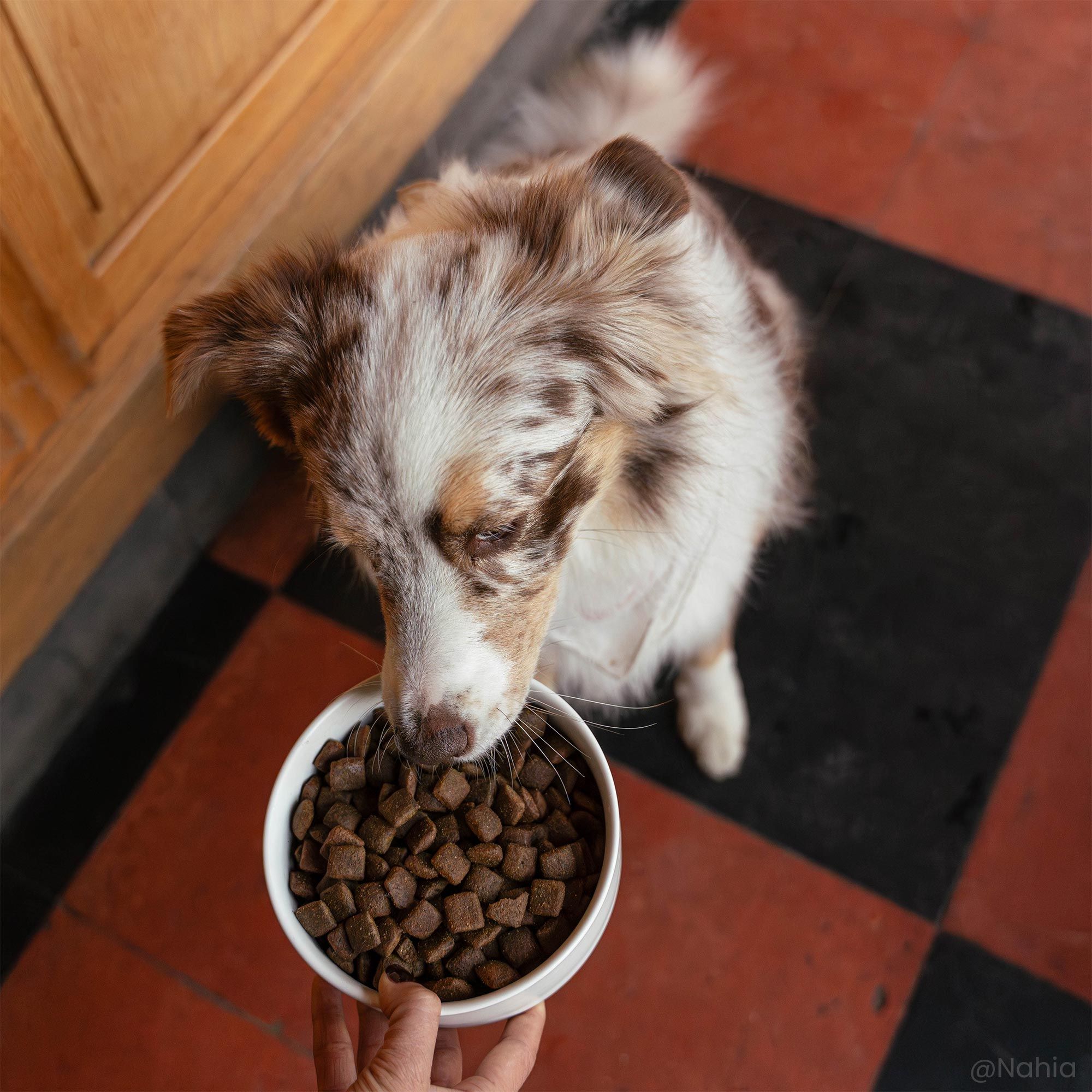 Gamelle devant un Berger Australien contenant les croquettes sans céréales au poulet frais pour chien adulte