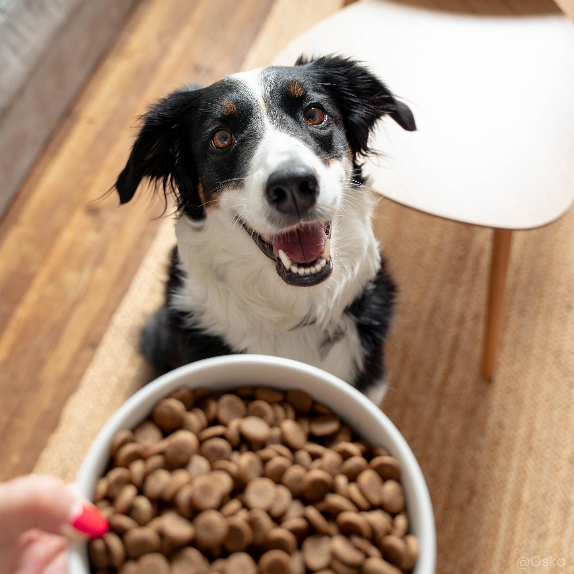 Gamelle de croquettes sans céréales au saumon frais devant un chien Border Collie