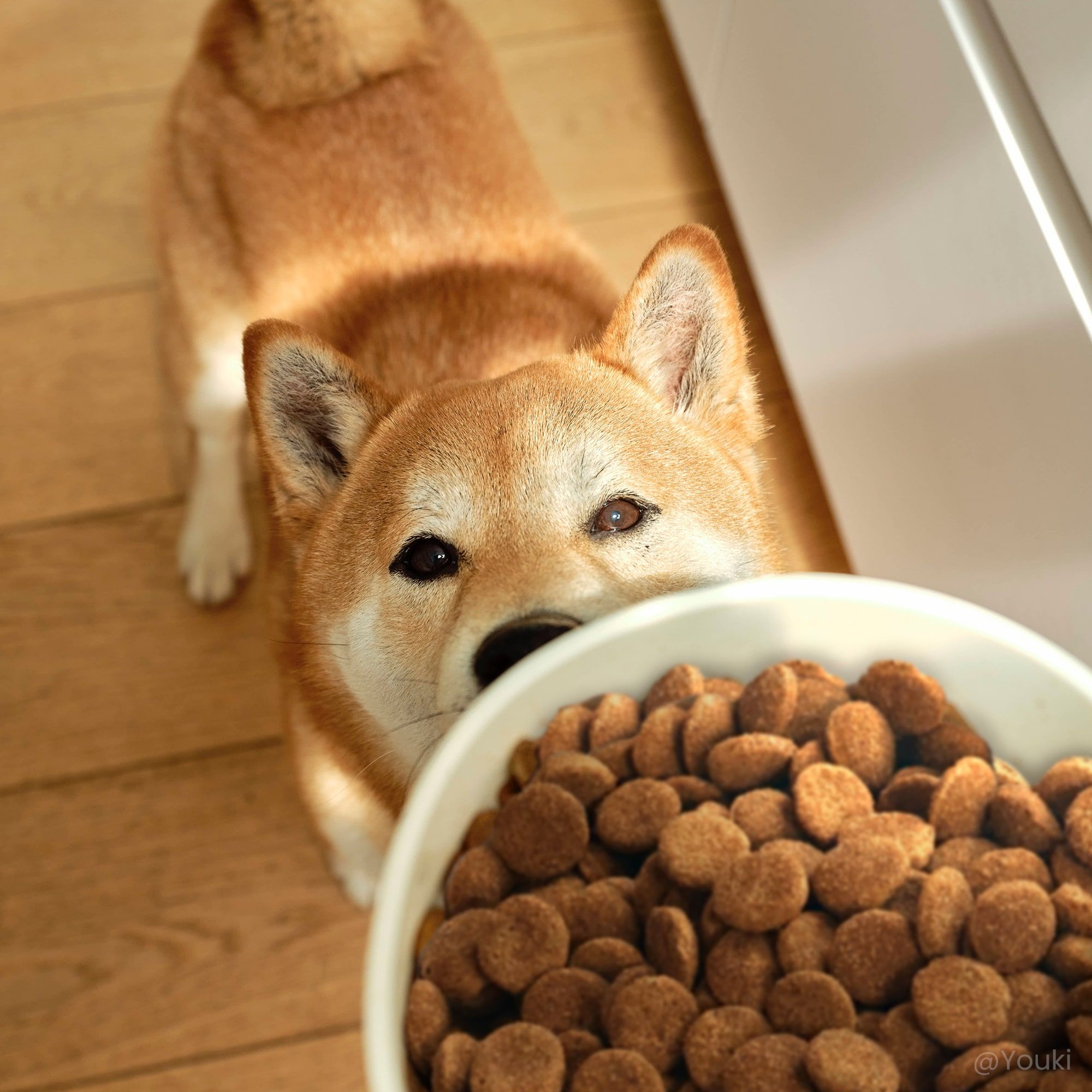Shiba Inu devant une gamelle de croquettes digestion gamme Care au Canard