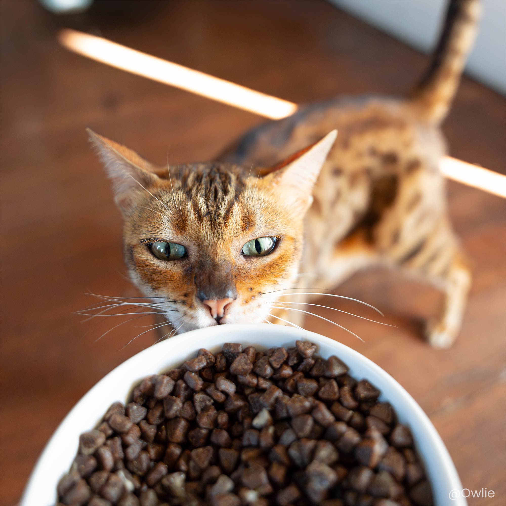 Gamelle contenant les croquettes sans céréales pour chat adulte actif ou d'extérieur en gros plan avec chat