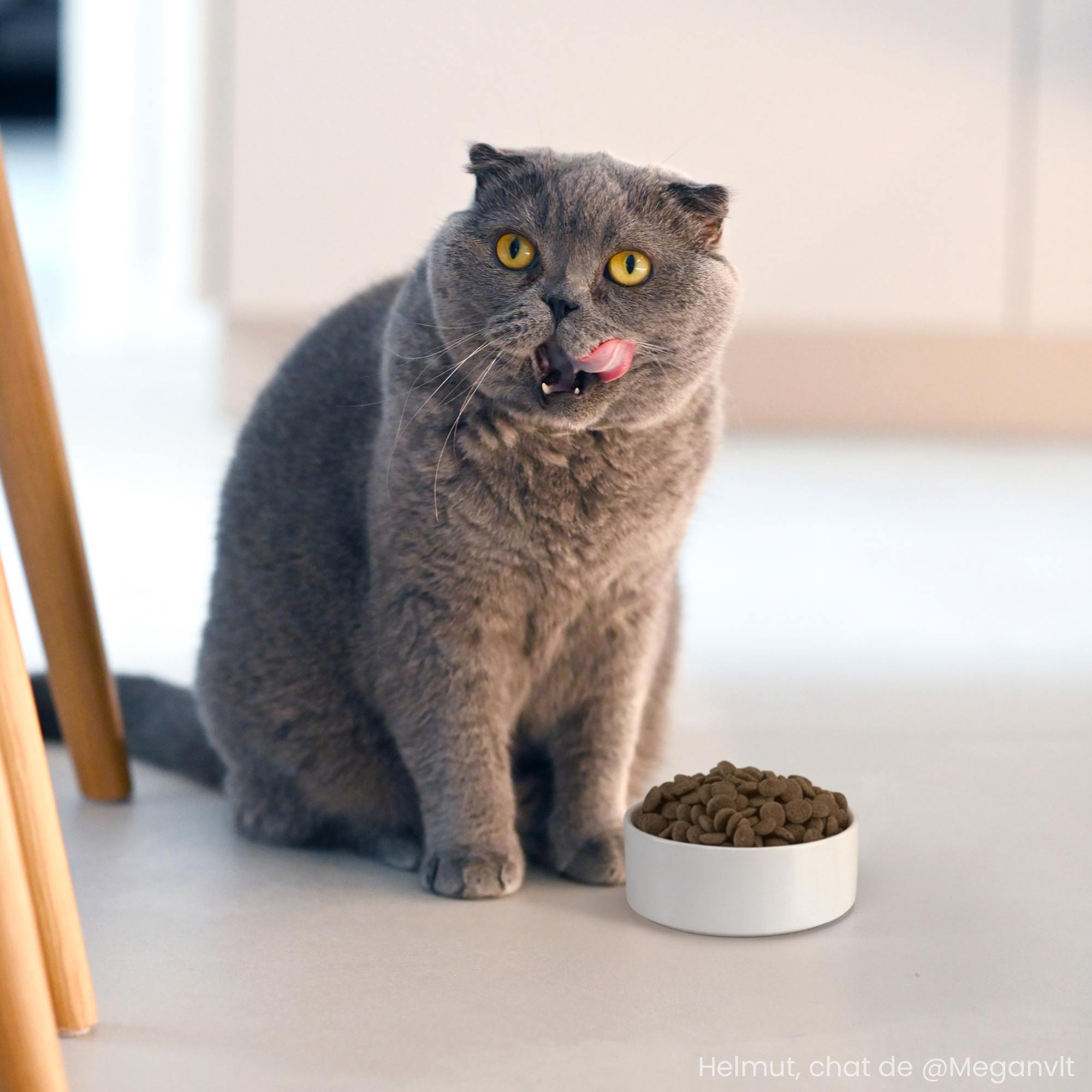 Scottish shorthair en intérieur se tenant à côté d'une gamelle et d'un sac de croquettes sans céréales au saumon pour chat adulte stérilisé