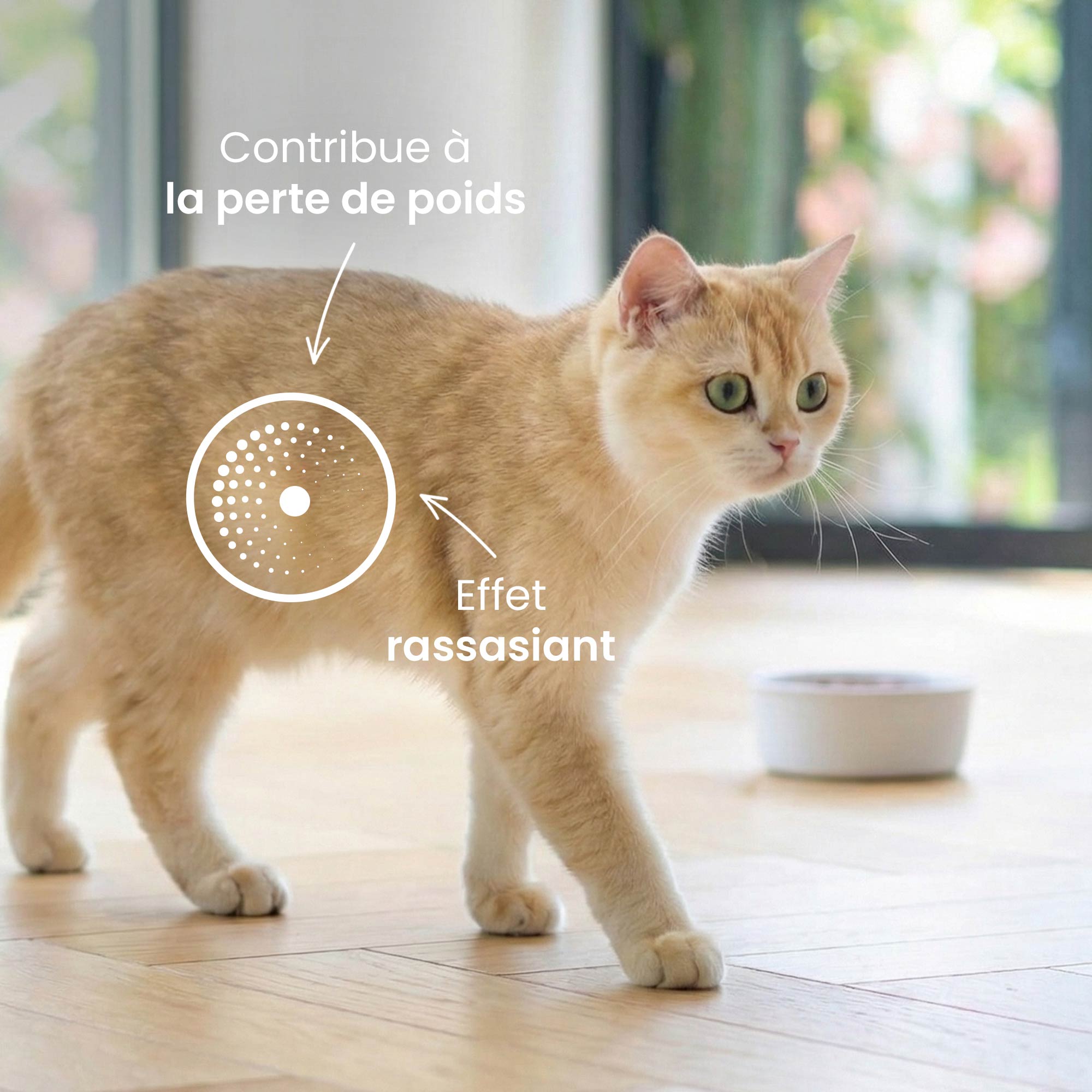 Chat beige à côté d'une gamelle de croquettes avec un focus sur son ventre et les bénéfices associés à la recette