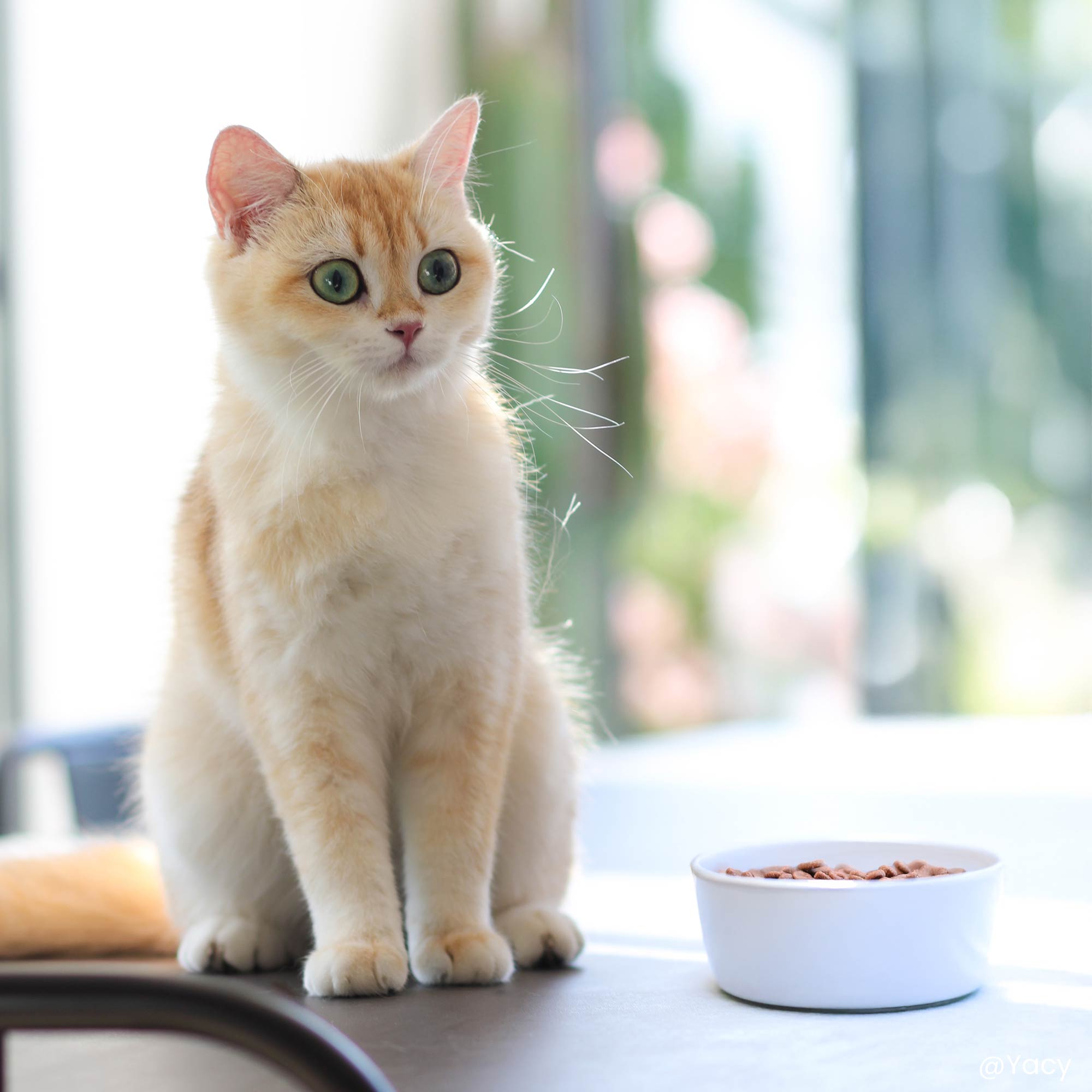 Chat beige à côté d'une gamelle de croquettes light au poulet pour chat stérilisé