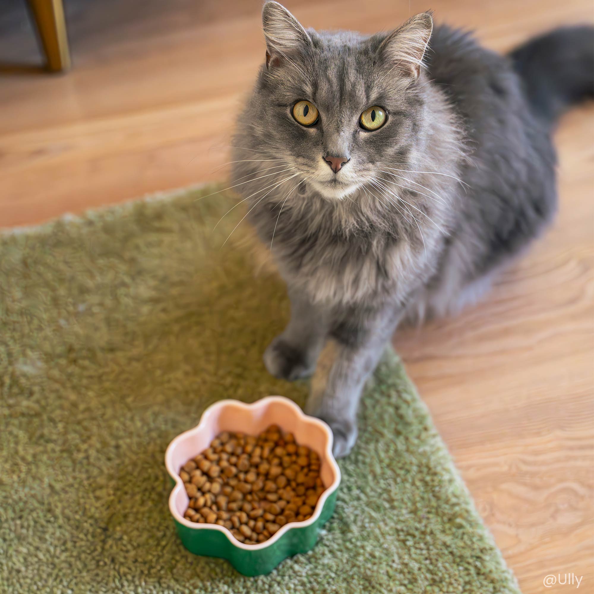 Chat gris devant une gamelle de croquettes senior 7+ au poulet pour chat