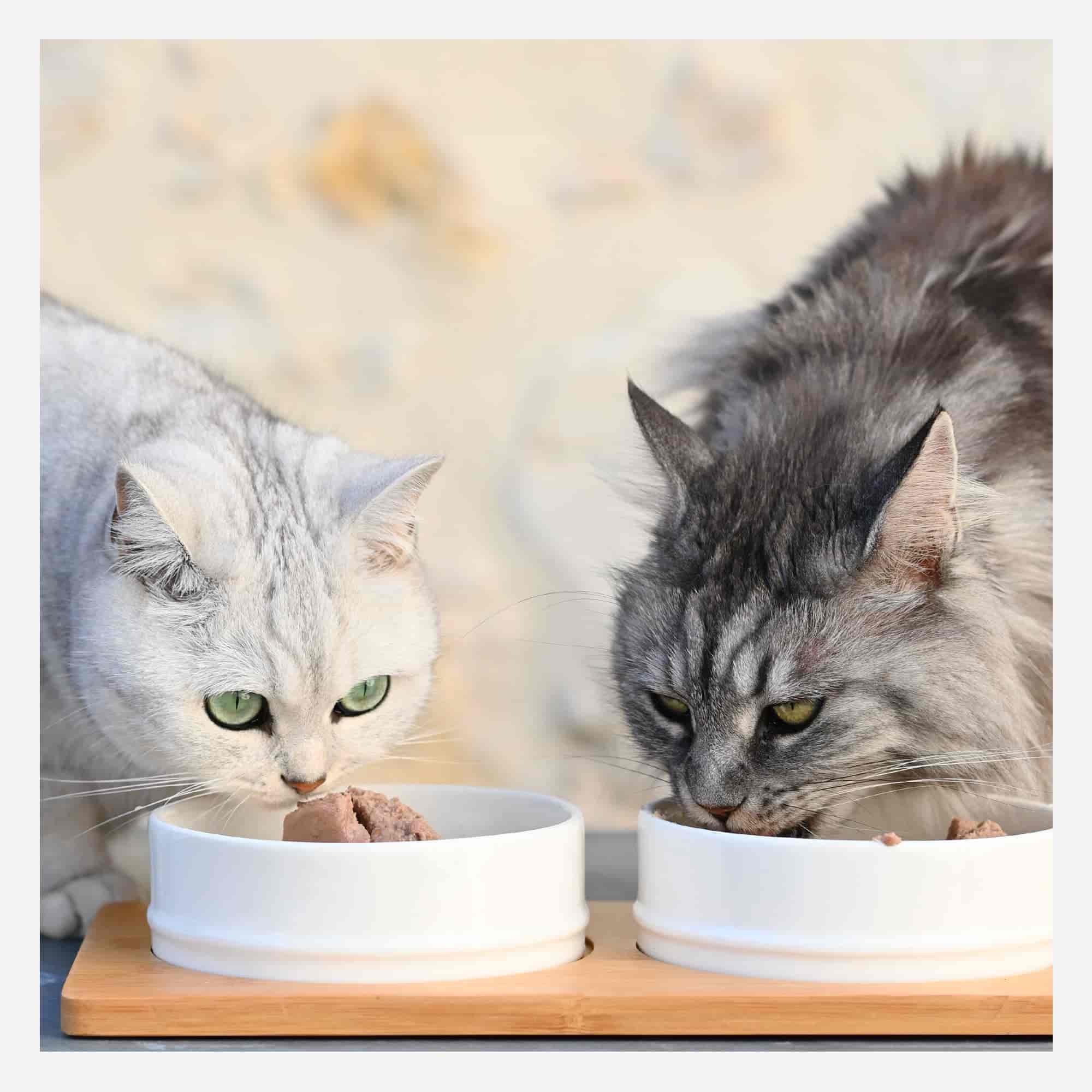 Chat blanc et chat gris mangeant la mousse sans céréales au poulet & au canard
